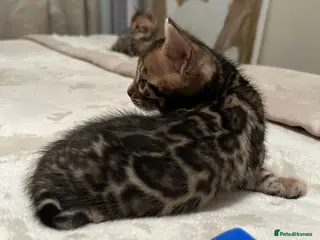 Bengal cats ❤️ Stunning Bengal Kittens for Reservation ❤️ - Advert 20