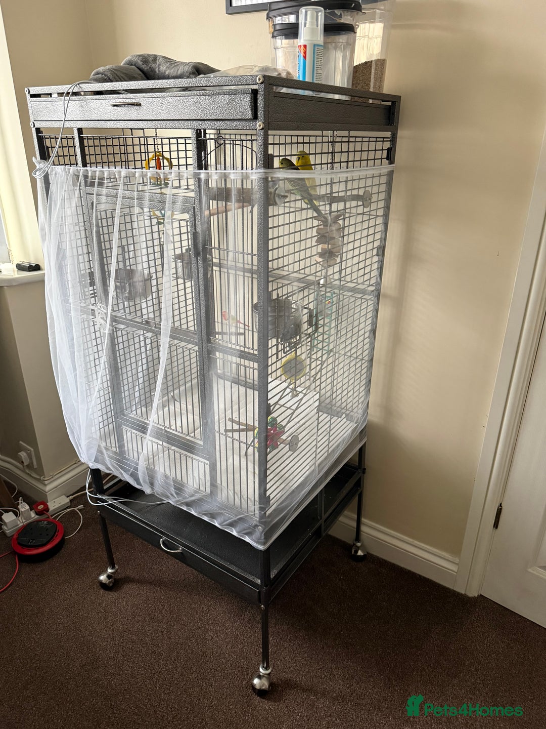 Budgerigars birds for sale: 3 male budgies and cage set up  - Advert 3