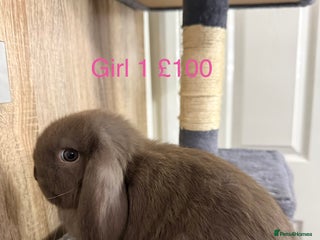 Mini Lop rabbits Beautiful Pure Mini Lops - Advert 2