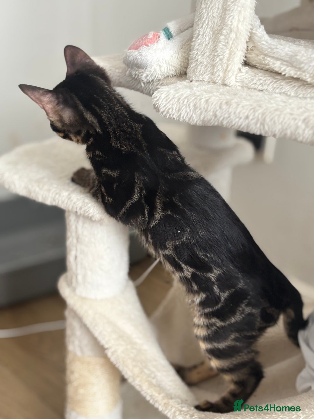 Bengal cats for sale: 🖤 TICA REGISTERED 🔥 ONLY 1 LEFT 🩶  - Image 34