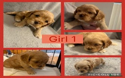 Cockapoo dogs for sale: Cockapoo puppies  - Image 1