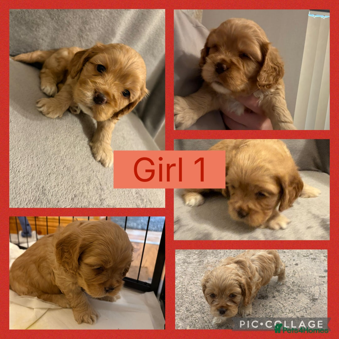 Cockapoo dogs for sale: Cockapoo puppies  - Image 1