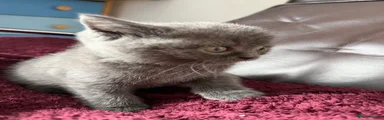 British Shorthair 1