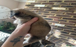 Miniature Dachshund dogs for sale: long haired miniature dachshund puppies - Image 21