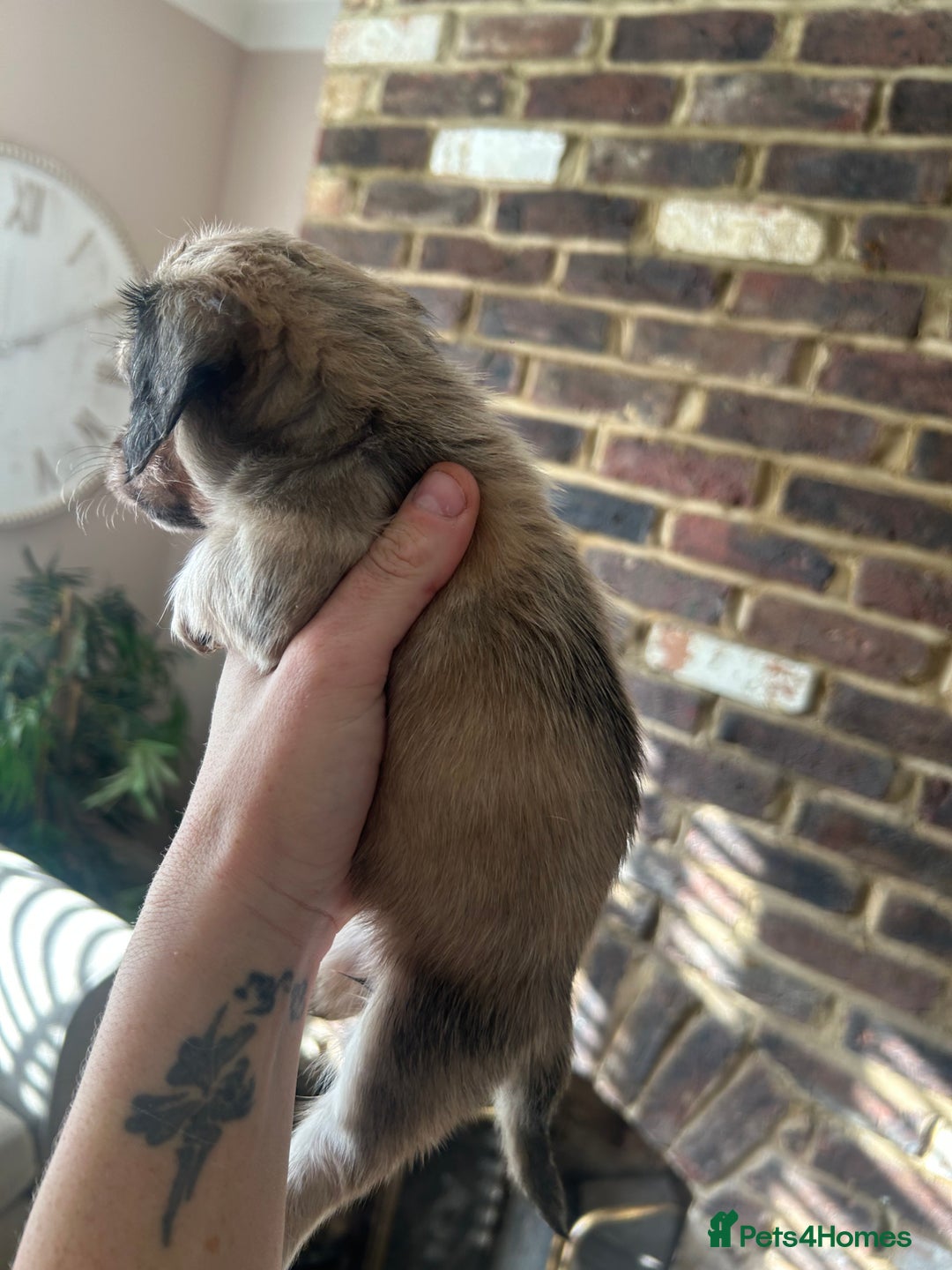 Miniature Dachshund dogs for sale: long haired miniature dachshund puppies - Image 21