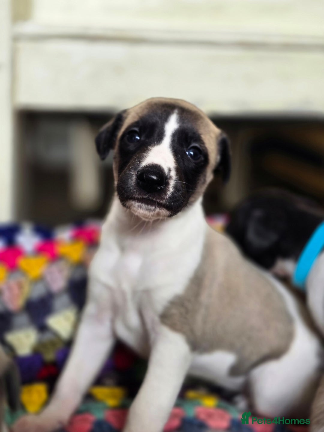 Whippet dogs for sale: Kc reg whippet litter.  male & female available - Image 26