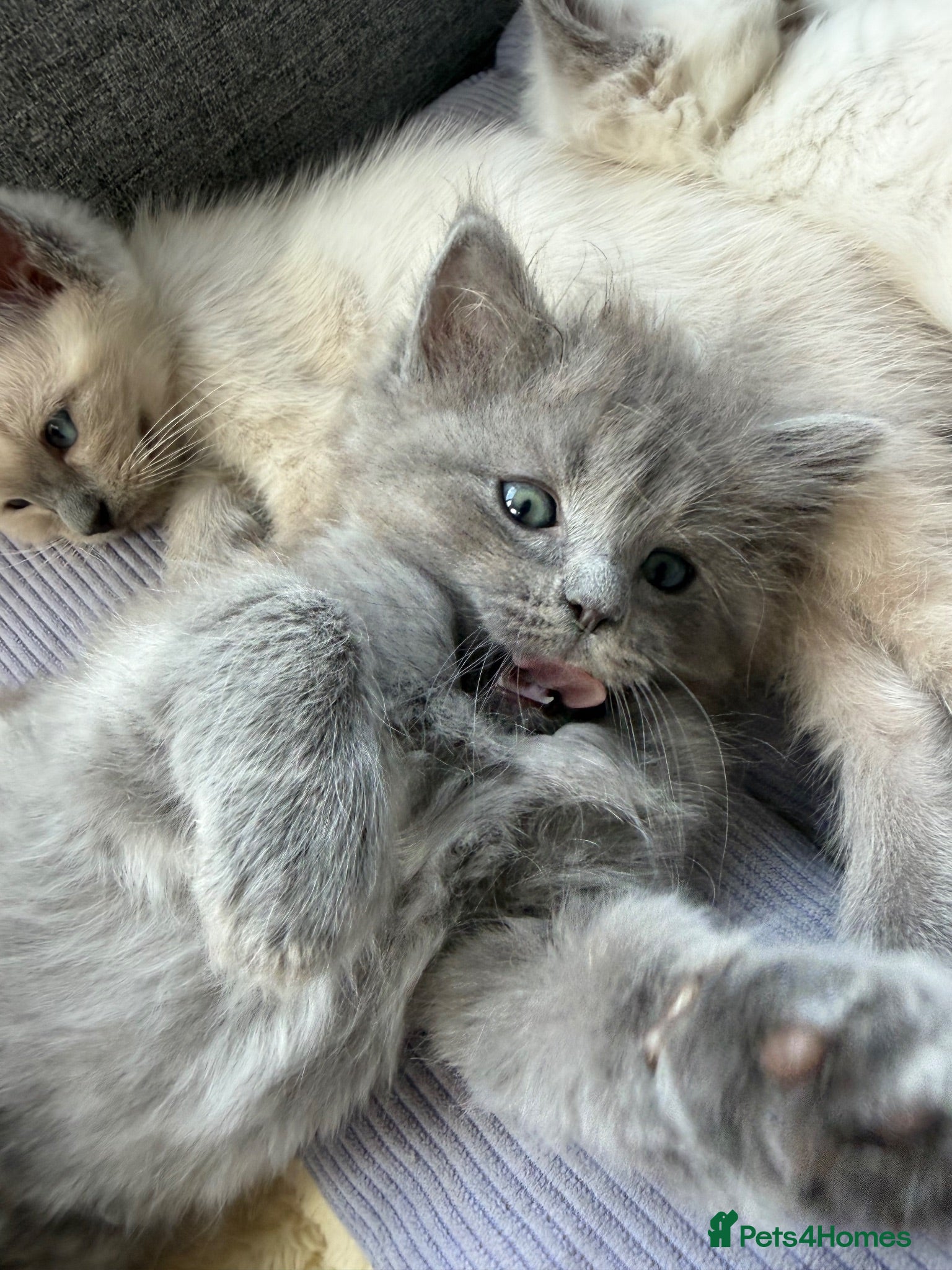 Ragdoll cats READY NOW -Ragdoll x British Short Hair - Advert 15