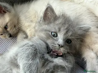 Ragdoll cats READY NOW -Ragdoll x British Short Hair - Advert 15