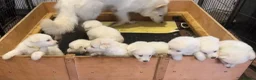 German Shepherd dogs for sale: KC White Shepherd Puppies - Advert 2