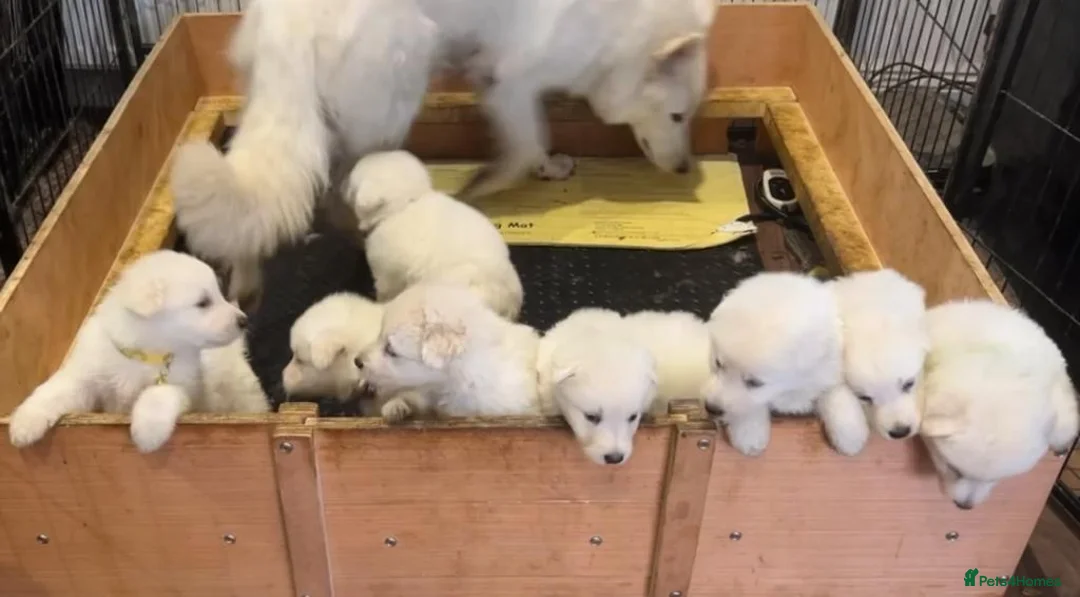 German Shepherd dogs for sale: KC White Shepherd Puppies - Advert 2