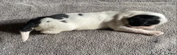 Cocker Spaniel dogs for sale: Show Type Cocker Spaniel Puppies - Advert 24