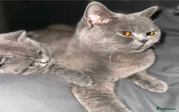 British Shorthair cats for sale: British blue shorthair  - Image 6