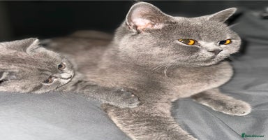 British Shorthair cats - Advert 2