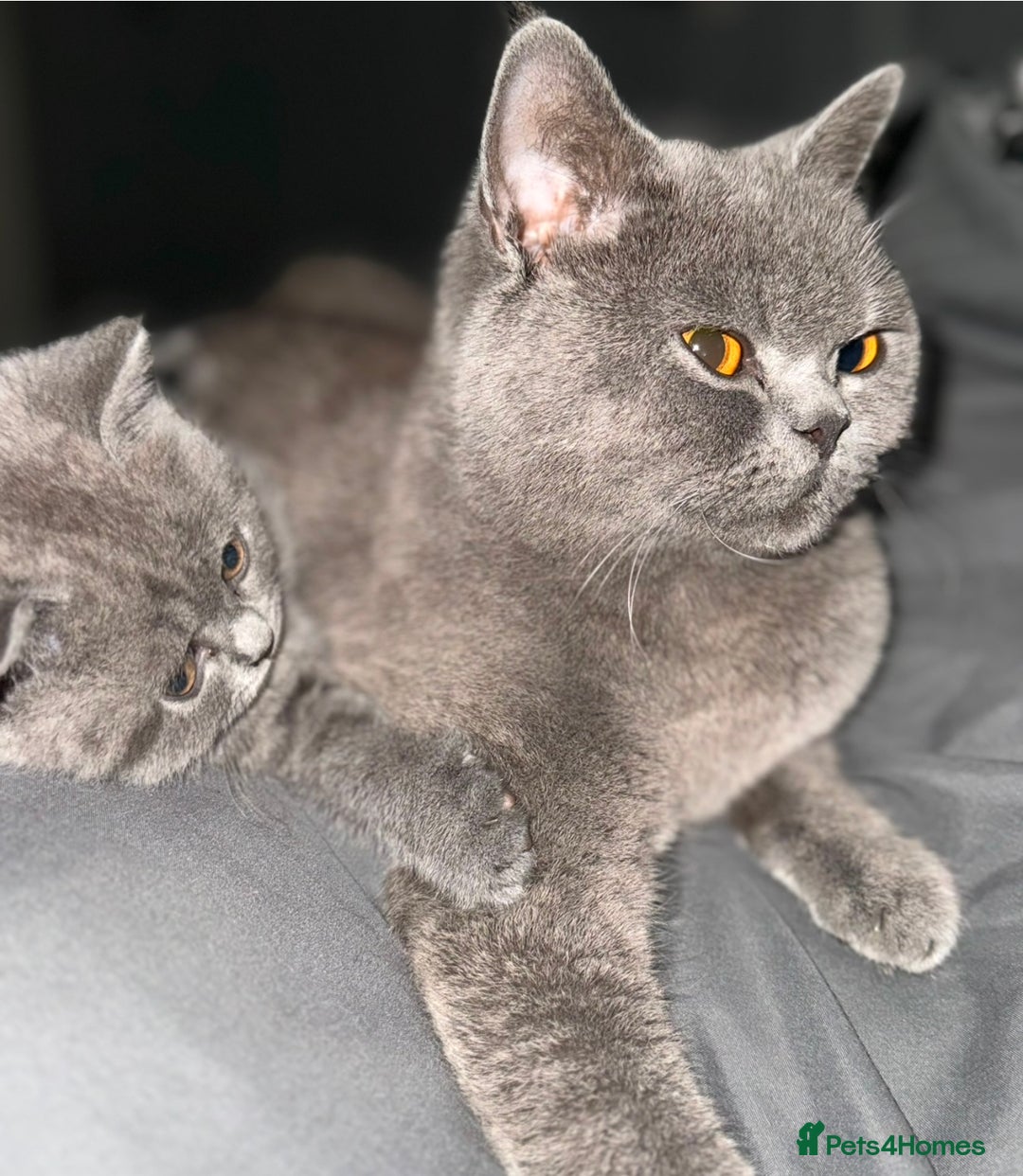 British Shorthair cats for sale: British blue shorthair  - Image 6