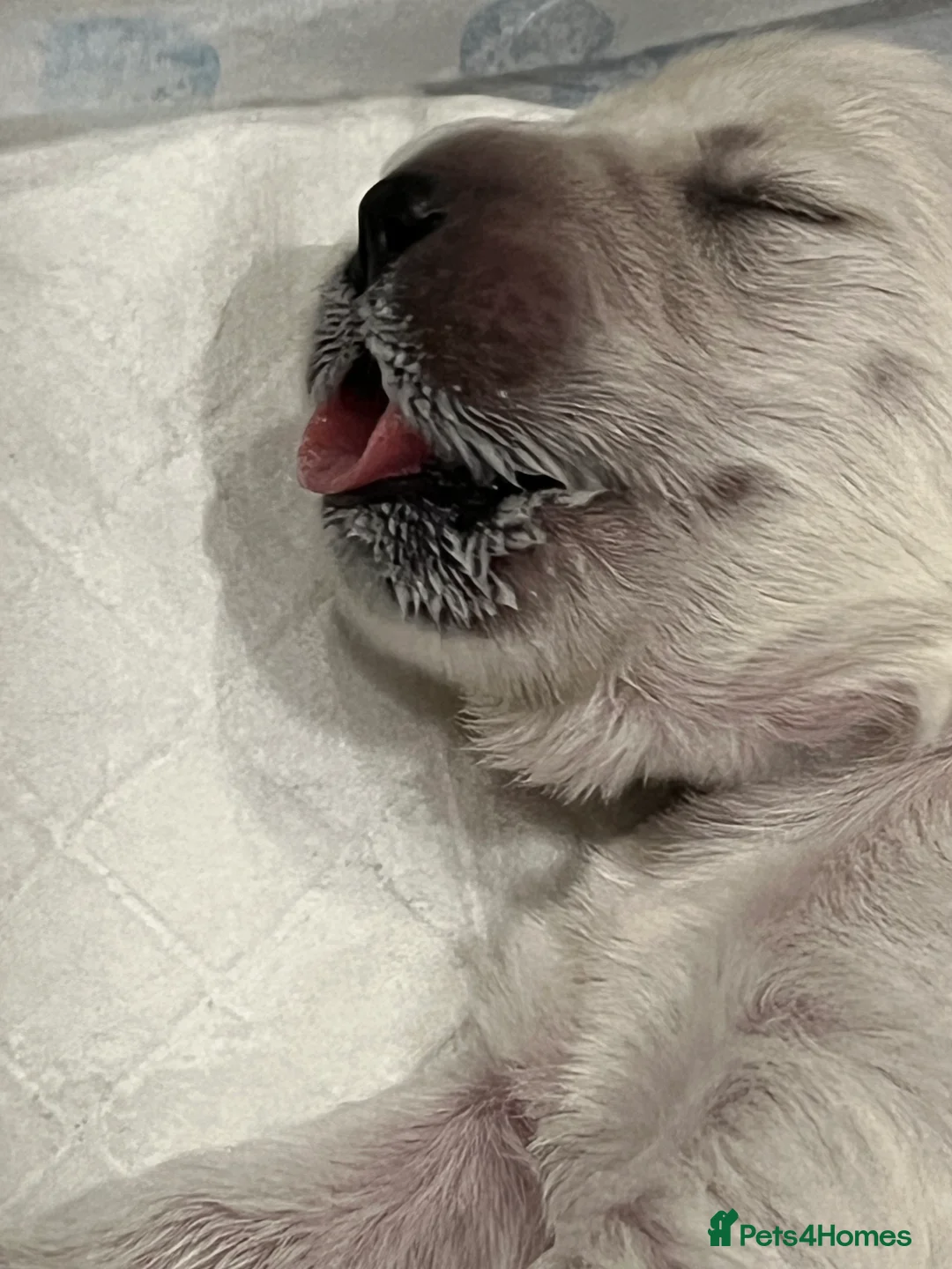 Golden Retriever dogs for sale: Exceptional Show Champion Litter   - Advert 30