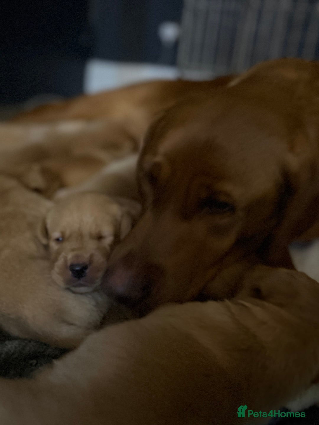 Labrador Retriever dogs for sale: Fox Red Labrador pups  - Advert 5