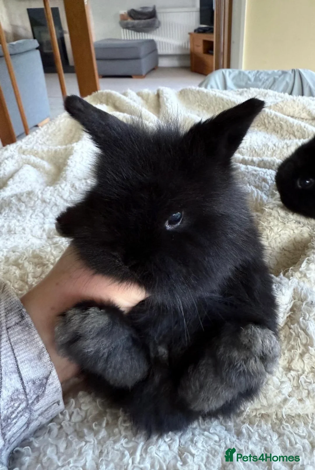Netherland Dwarf rabbits for sale: Beautiful Netherland Dwarf & Mini lop bunnies  - Advert 10