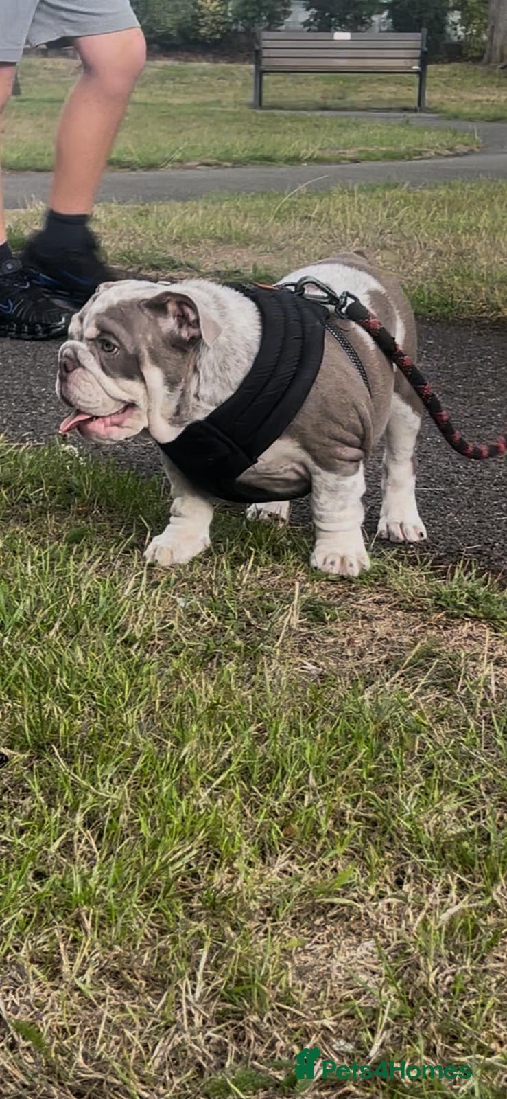 English Bulldog dogs BABY HIPPO READY TO LEAVE - Advert 2