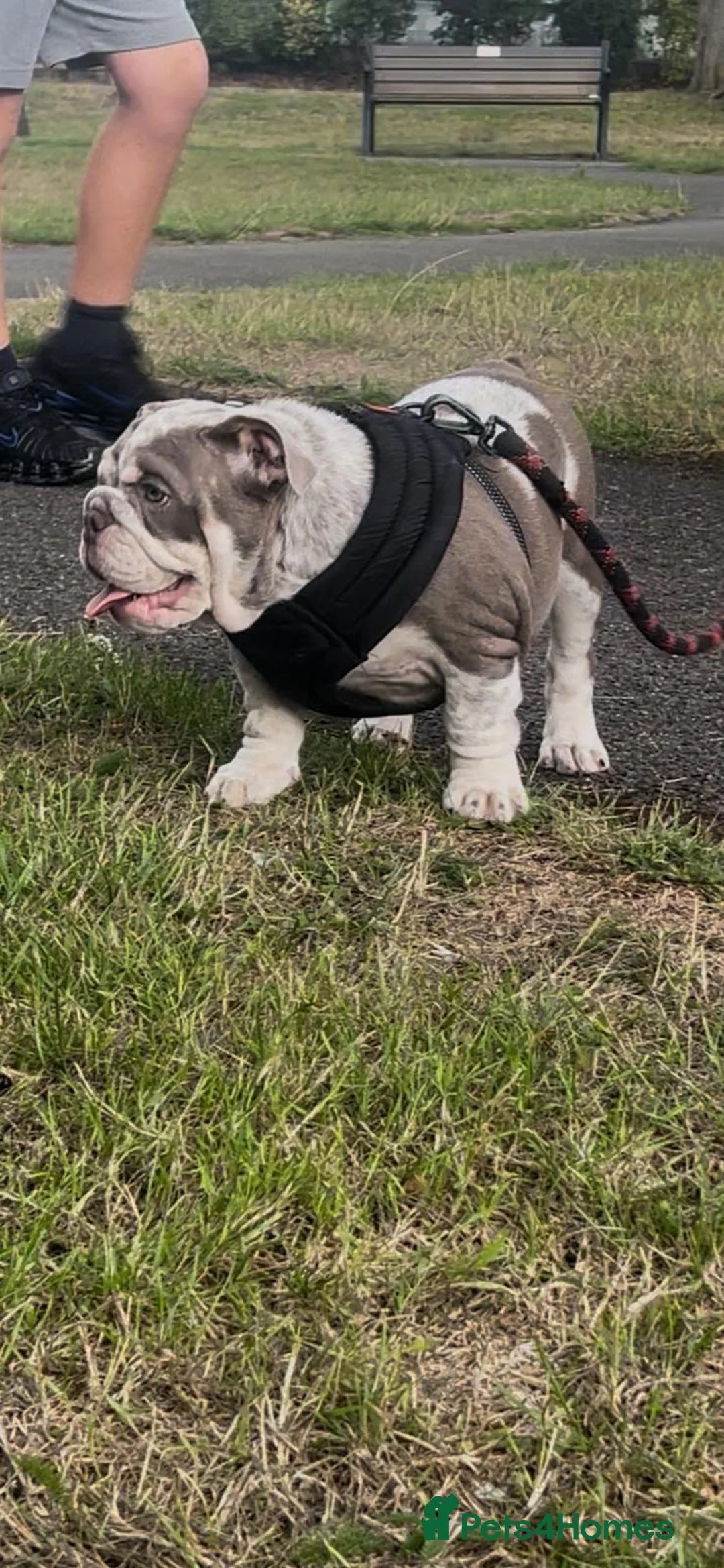 English Bulldog dogs for sale: BABY HIPPO READY TO LEAVE - Advert 1