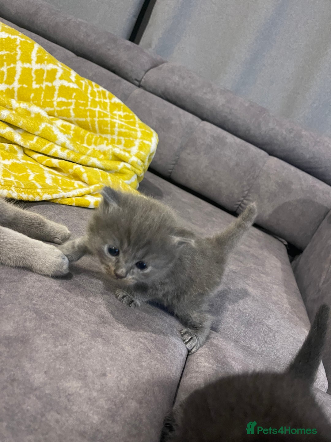 British Shorthair cats for sale: 🌟Gorgeous Male British Shorthair Kitten 🌟 - Advert 11