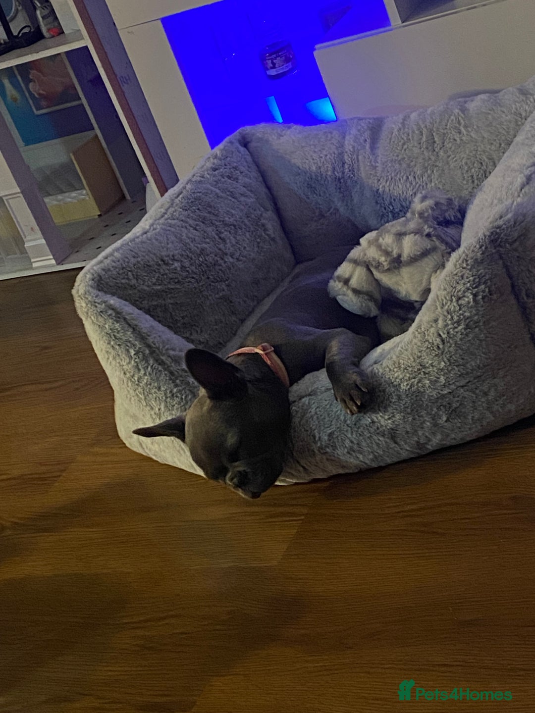 French Bulldog dogs for sale: Stunning Blue French bulldog  - Image 5