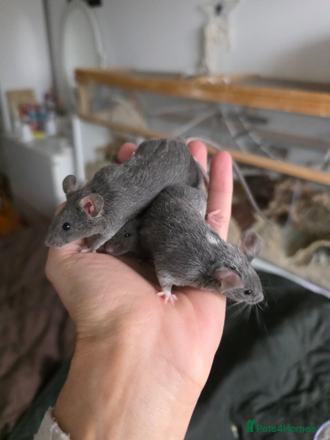 Mouse rodents for sale: 2 boys available  - Advert 12