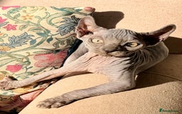 Sphynx cats for sale: Dwelf and Elf kittens - Image 11