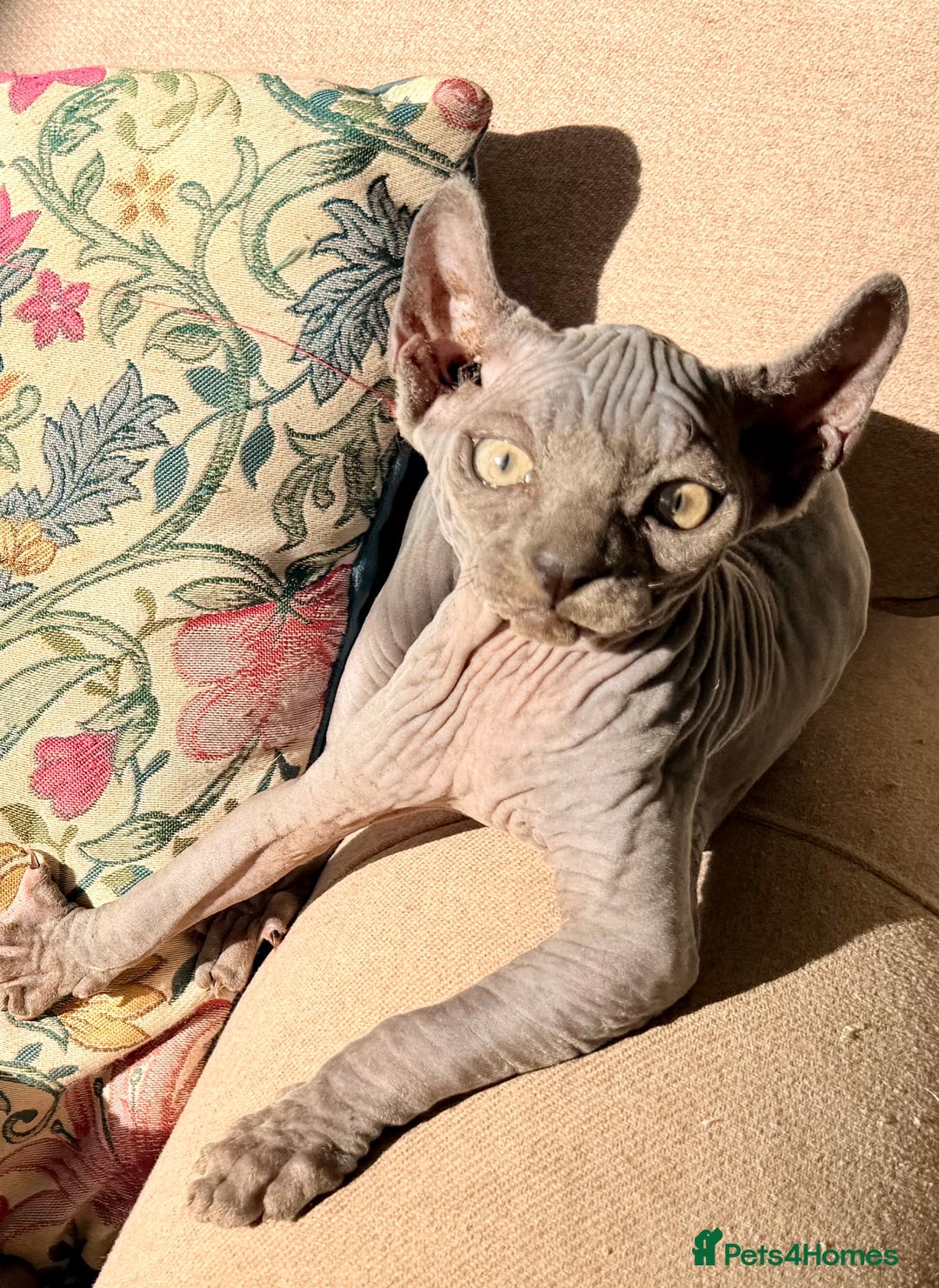 Sphynx cats for sale: Dwelf and Elf kittens - Image 11