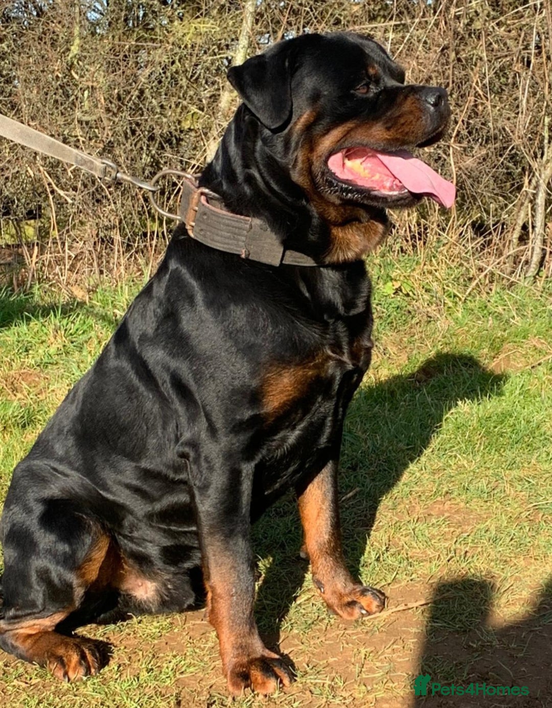 Rottweiler dogs for sale: Kc rottweiler puppies  - Image 14