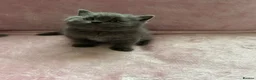 British Shorthair cats for sale: 🐾 Beautiful British Shorthair Kittens 🐾 - Advert 13