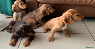 Cocker Spaniel dogs - Advert 2