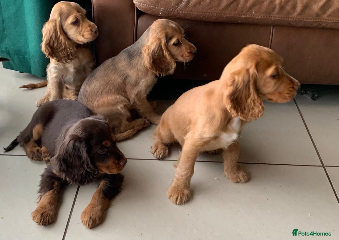 Cocker Spaniel dogs for sale: Health Tested Show Cocker Spaniels - Image 2