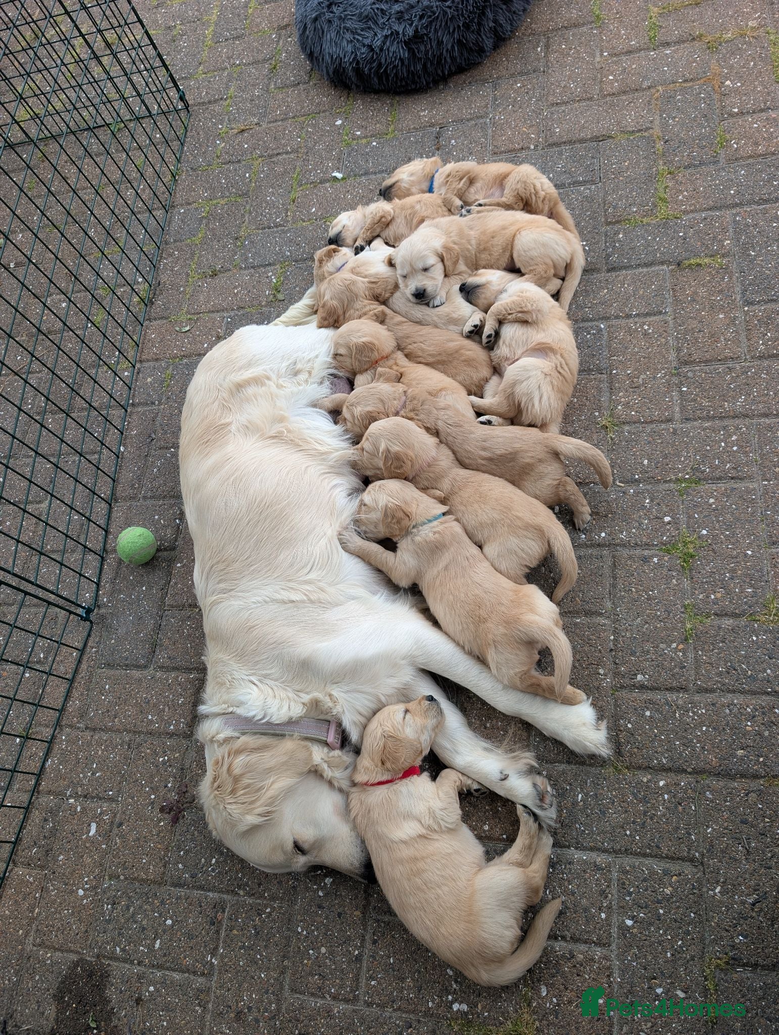 Golden Retriever dogs Golden Retriever puppies  - Advert 7