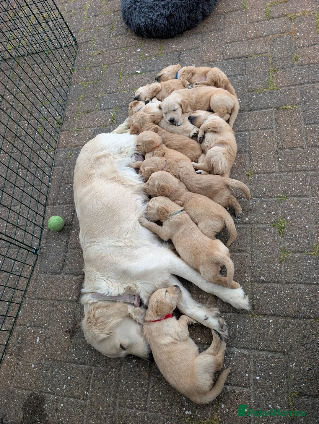 Golden Retriever dogs for sale: Golden Retriever puppies  - Advert 1