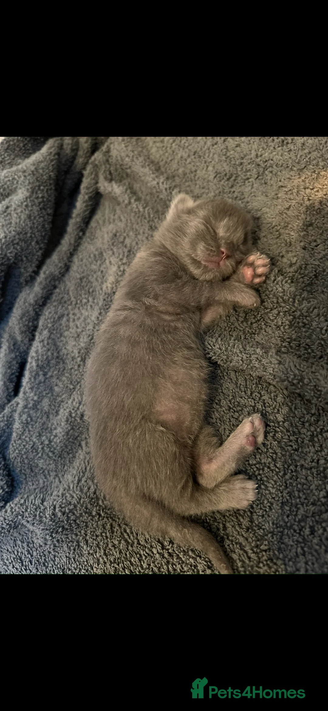 Maine Coon cats for sale: GCCF/Russian Champions BLUE SMOKE Kitten - Advert 3