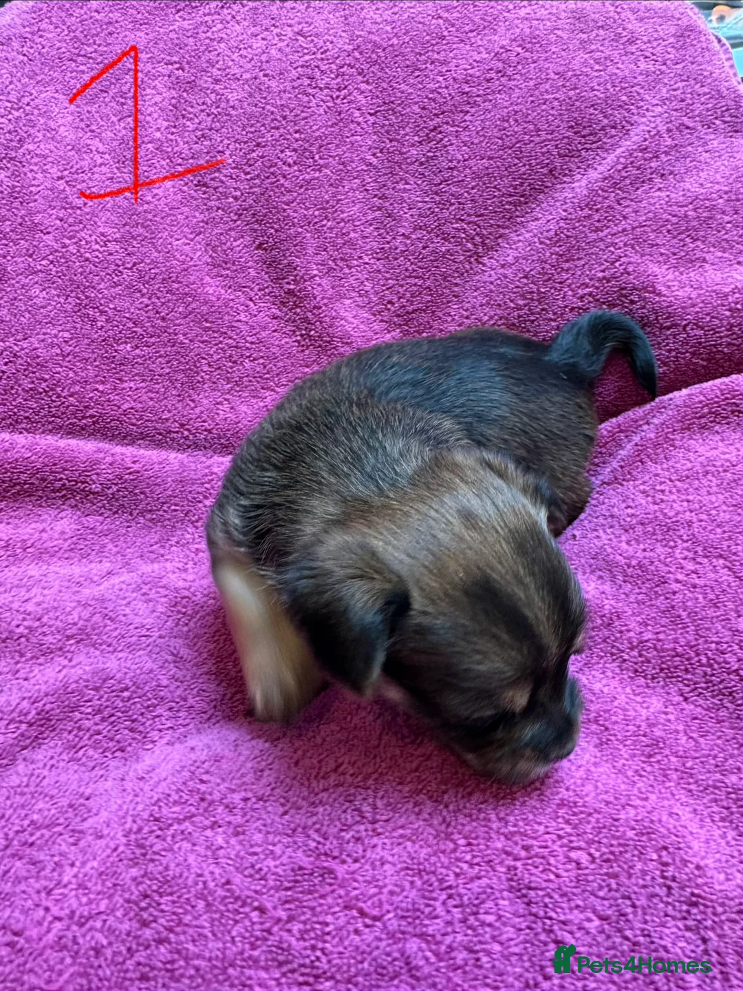 Chorkie dogs for sale: Chorkie Merle puppies ready from 5th March  - Advert 4