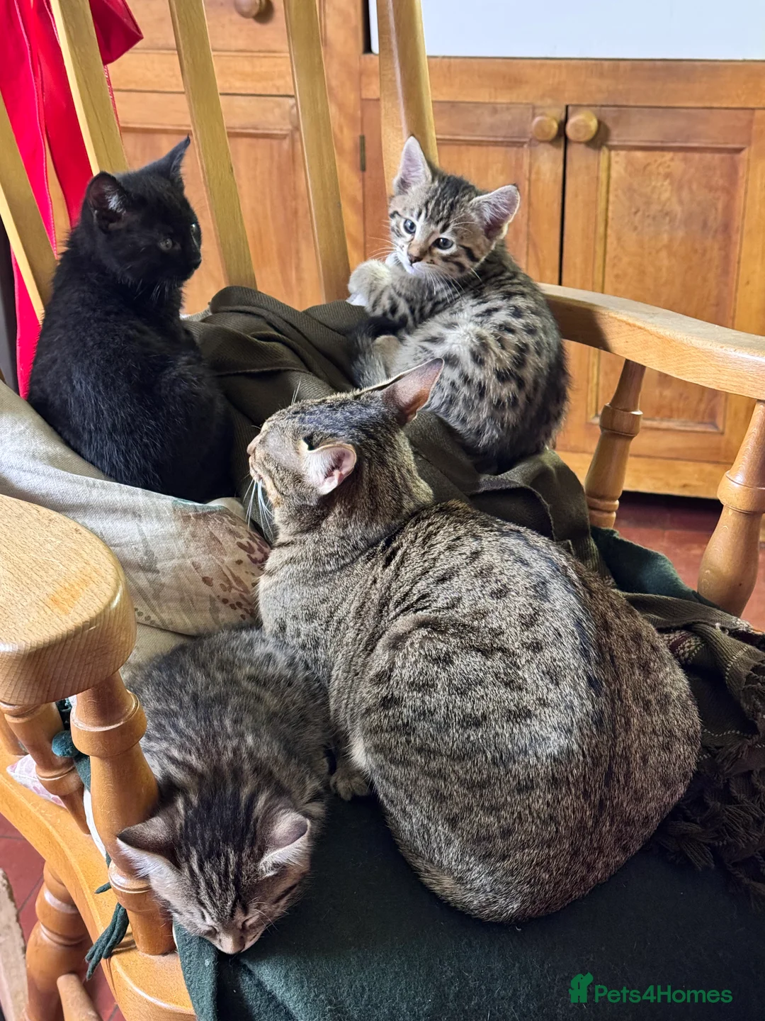 Savannah cats for sale: Savannah X Kittens  - Advert 13