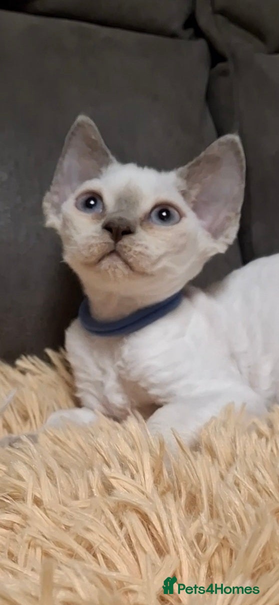 Devon Rex cats 🌸 Devon Rex with blue eyes FIFE registered  🌸 - Advert 1