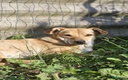 Mixed Breed dogs for adoption: 💖🐶 IRIS 🐶💖 - Image 5