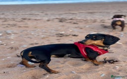 Miniature Dachshund dogs for sale: Adorable Miniture Dachshund  in Paignton - Image 8
