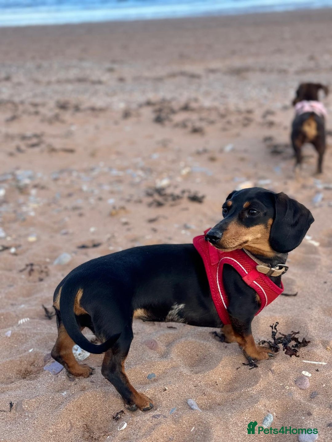 Miniature Dachshund dogs for sale: Adorable Miniture Dachshund  in Paignton - Image 8