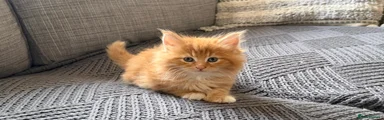 Maine Coon Kitten 2