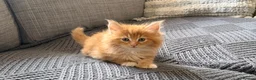 Maine Coon cats for sale: Beautiful half Maine coon kittens available.  in Bristol - Advert 14