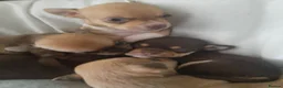 Chihuahua dogs for sale: Chihuahua  - Advert 17