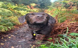 Cockerdor dogs for stud: Small Cockerdor For Stud  in Clitheroe - Image 6
