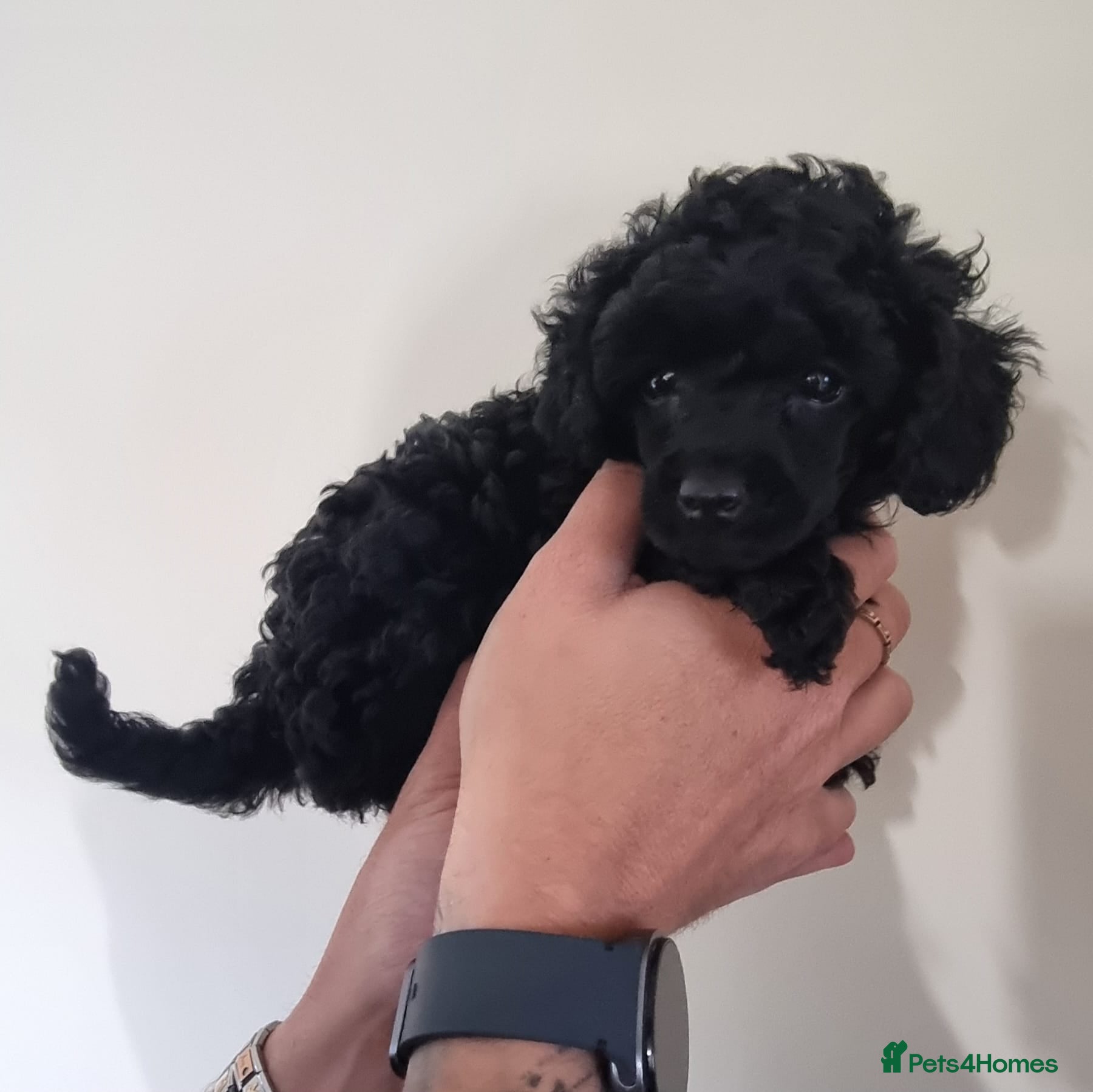 Toy Poodle dogs for sale: Gorgeous Kc Toy Poodle Puppy for Sale!  - Advert 8