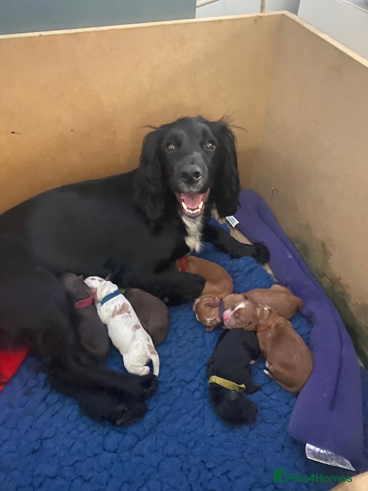 Sprocker dogs Beautiful Working Sprocker Spaniel Pups – Last Two - Advert 2
