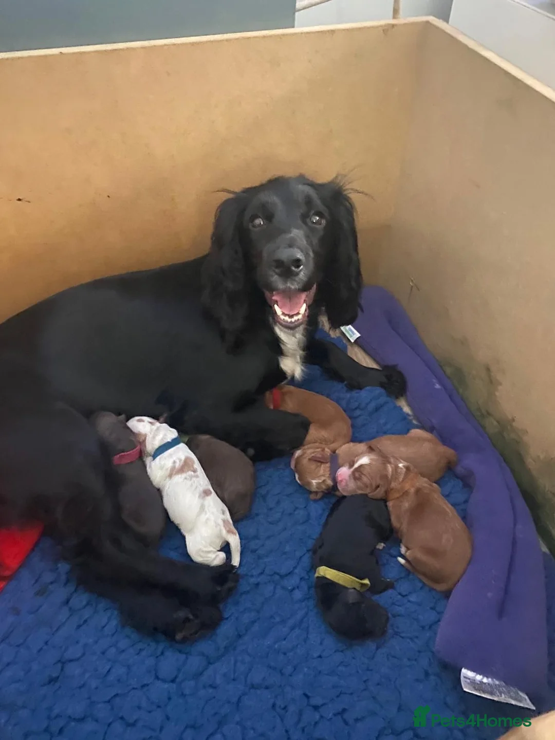 Sprocker dogs for sale: Beautiful Working Sprocker Spaniel Pups – Last Two in Andover - Advert 1
