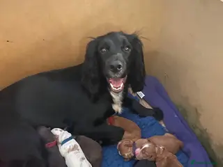 Sprocker dogs Beautiful Working Sprocker Spaniel Pups – Last Two - Advert 2