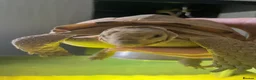 Tortoise reptiles for sale: Horsefield tortoises  in Stoke-on-Trent - Advert 7